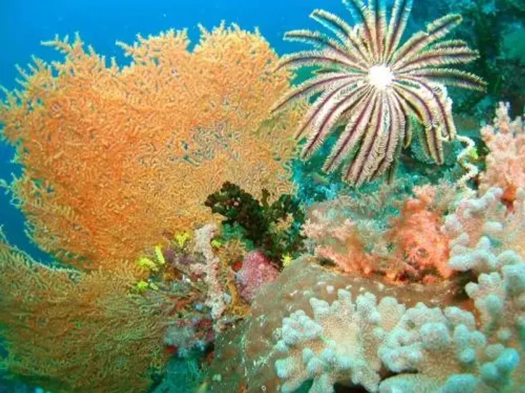 Coral Garden Marine Park