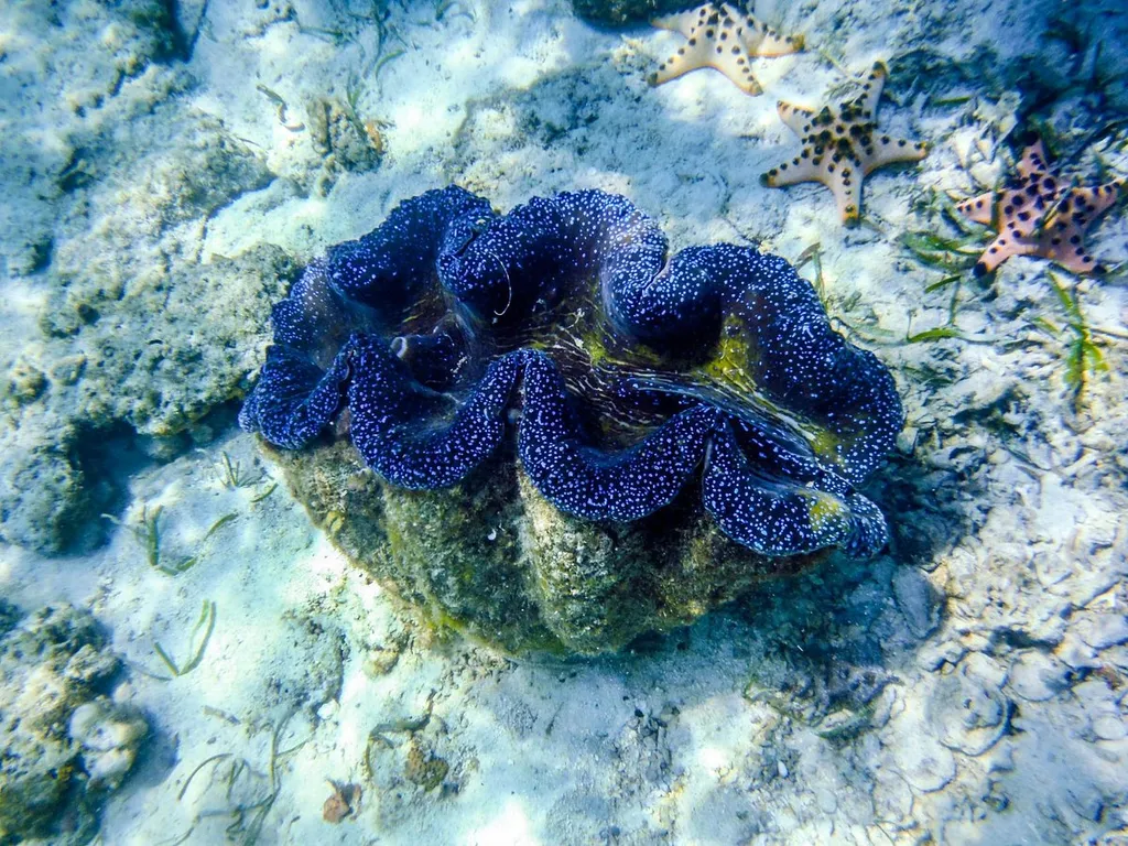 Giant Clam